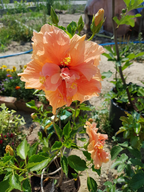 67238113_2347630938690644_5411532525216464896_o - Hibiscus