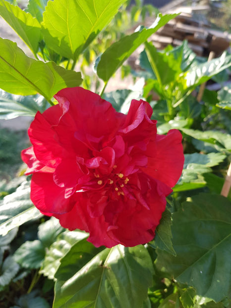 67687884_2368656739921397_4063317865523052544_o - Hibiscus