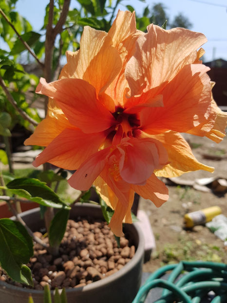 69814773_2403371253116612_7774359571375587328_o - Hibiscus