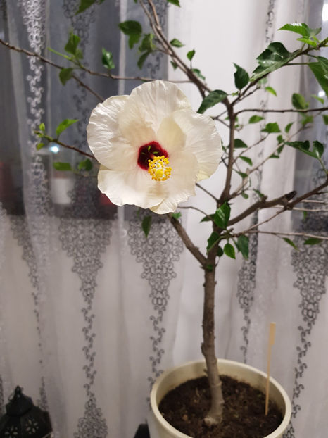 78120650_2594429594010776_4216762289501503488_o - Hibiscus