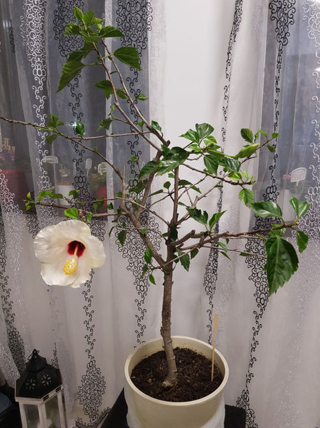 78496201_2594429447344124_9084582767139749888_o - Hibiscus