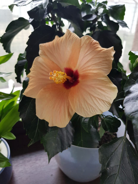 89257828_2805572632896470_31714197427453952_o - Hibiscus