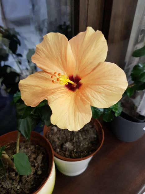 92824414_2898743350246064_7856119032678711296_o - Hibiscus