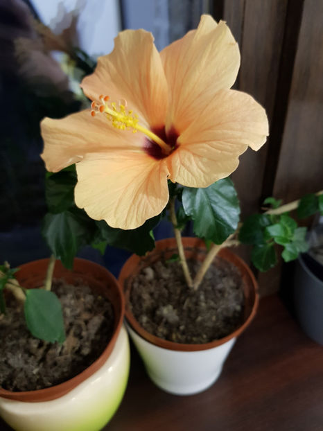 93323002_2898743543579378_4302111377096441856_o - Hibiscus