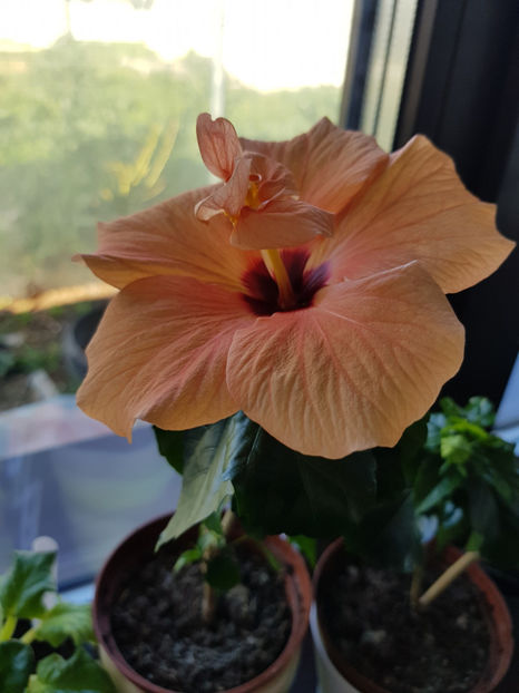 93827288_2903393753114357_2616658496661225472_o - Hibiscus