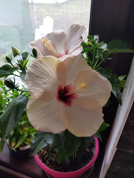 95435426_2946824478771284_7582155743315361792_o - Hibiscus