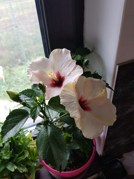 95864685_2946824212104644_3163149113202049024_o - Hibiscus