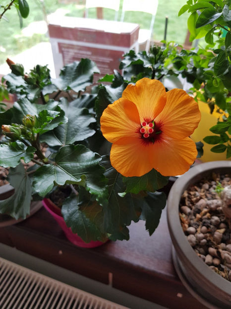 95869256_2946822668771465_3457438391128293376_o - Hibiscus