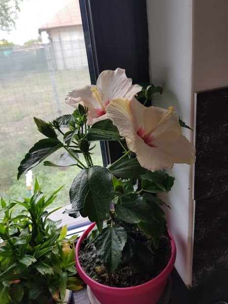 96022604_2946824358771296_1568010732052676608_o - Hibiscus