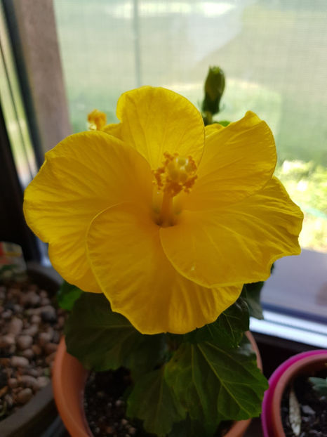 96289455_2956456327808099_8910945193641902080_o - Hibiscus