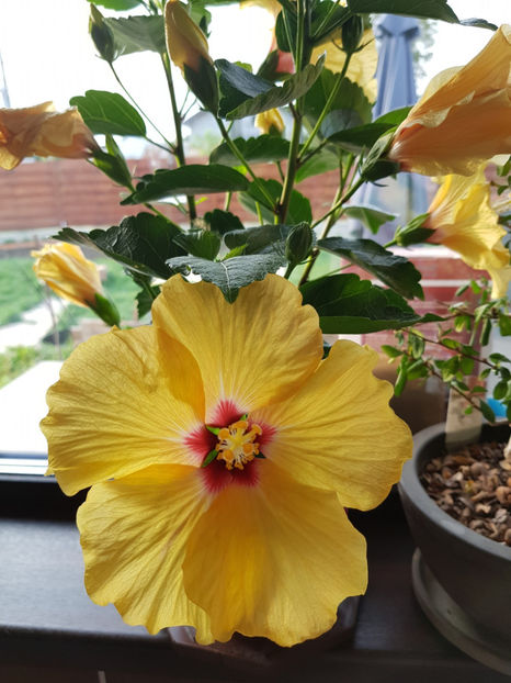 96520445_2945310152256050_2080314040277532672_o - Hibiscus
