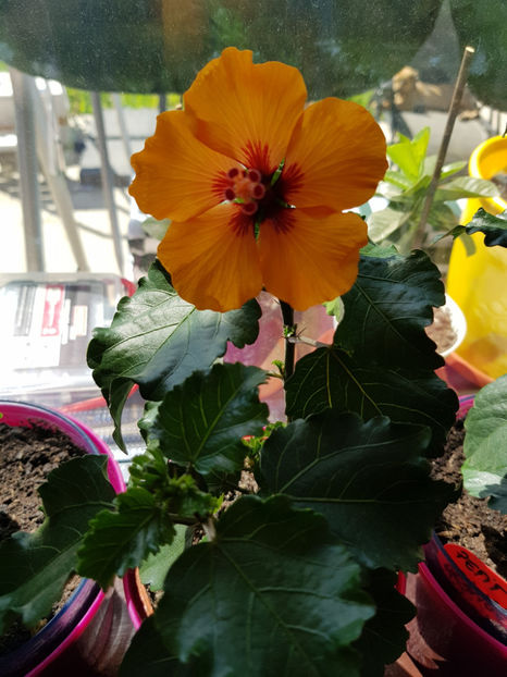 102723711_3035839419869789_7563374368946541434_o - Hibiscus