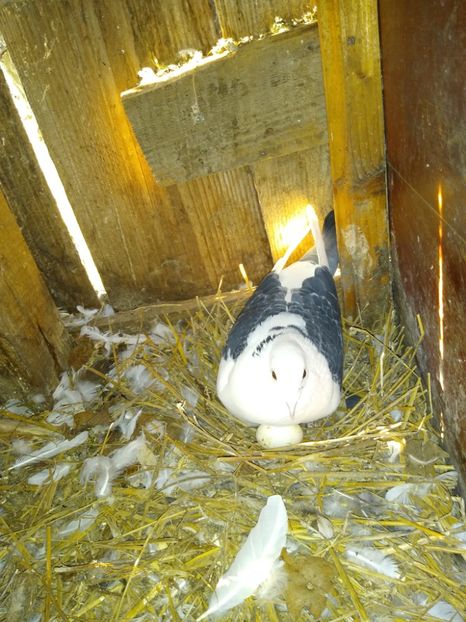  - Porumbeii mei 2020