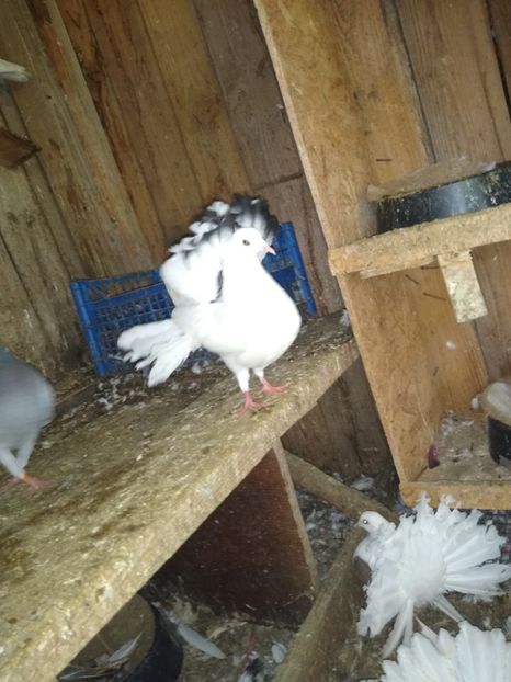  - Porumbeii mei 2020