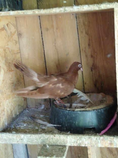  - Porumbeii mei 2020