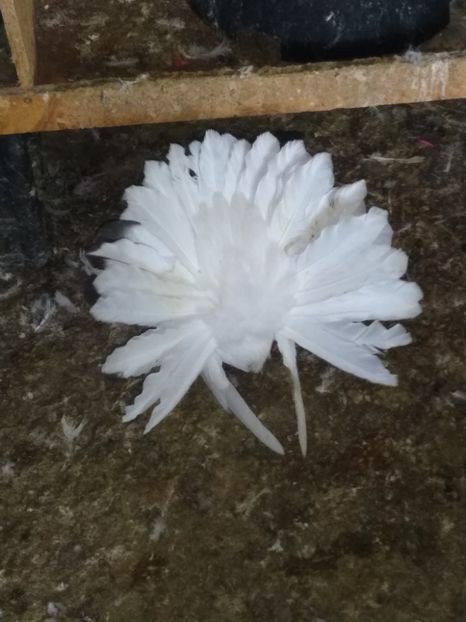  - Porumbeii mei 2020