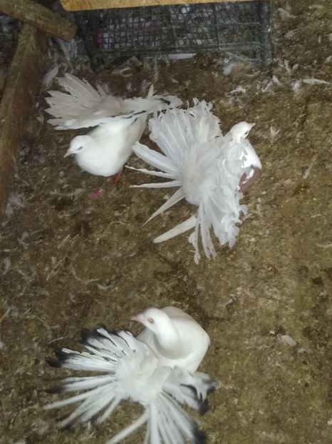  - Porumbeii mei 2020