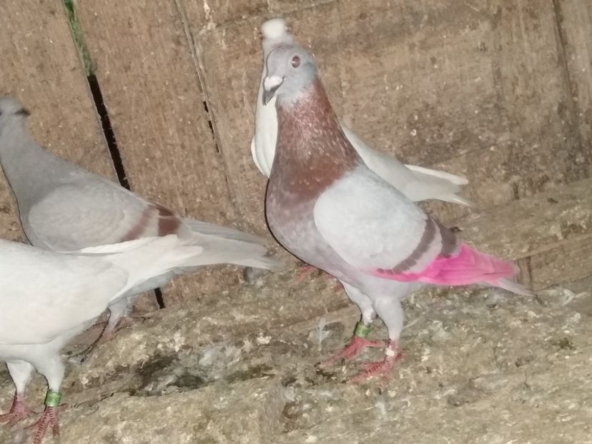  - Porumbeii mei 2020