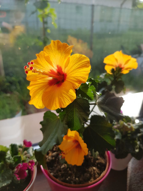 101656970_3036165753170489_7617265259804391830_o - Hibiscus