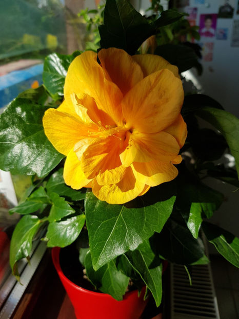 102909677_3035841039869627_5938597517769198690_o - Hibiscus