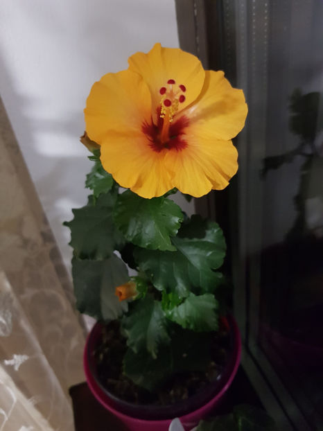 102943698_3035840193203045_631916414053305606_o - Hibiscus