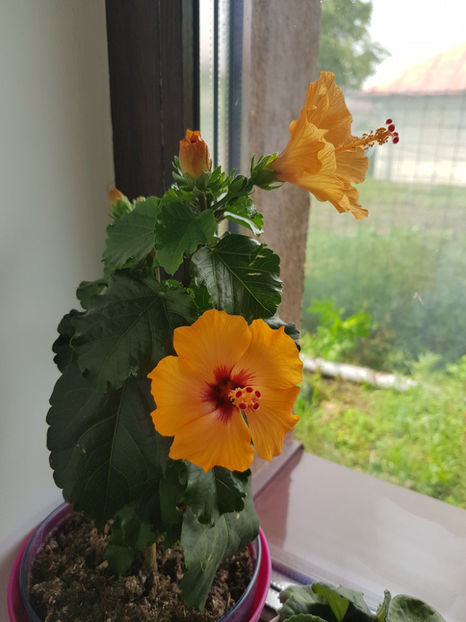 103050984_3035840563203008_3565932671557856054_o - Hibiscus