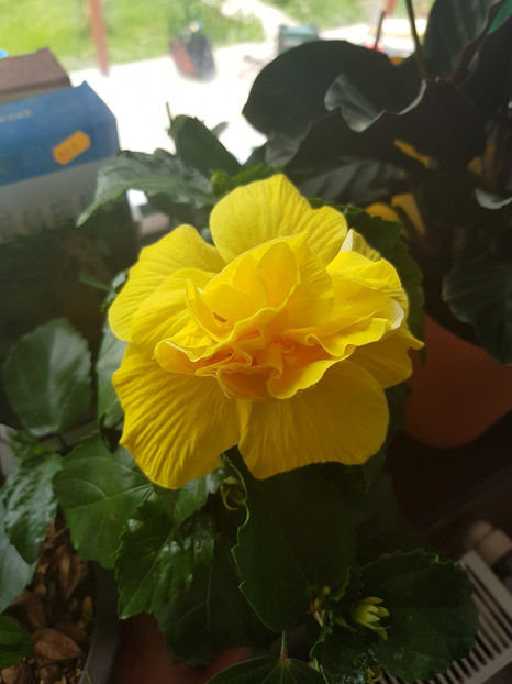 103428470_3035841216536276_753533692009231263_o - Hibiscus