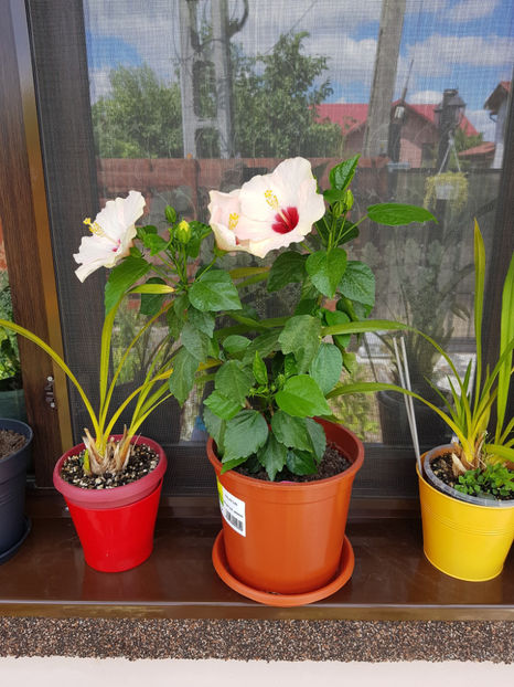 109031318_3150992801687783_6936304512051292526_o - Hibiscus