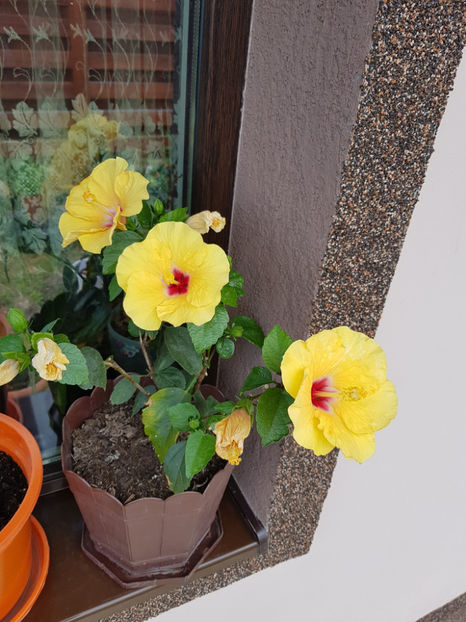 109545249_3150992081687855_3613580414392063033_o - Hibiscus