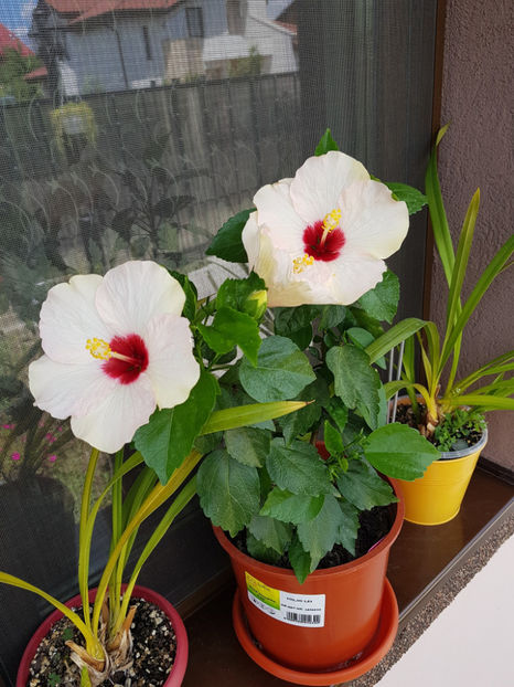 109757064_3150992521687811_7317426678059487113_o - Hibiscus