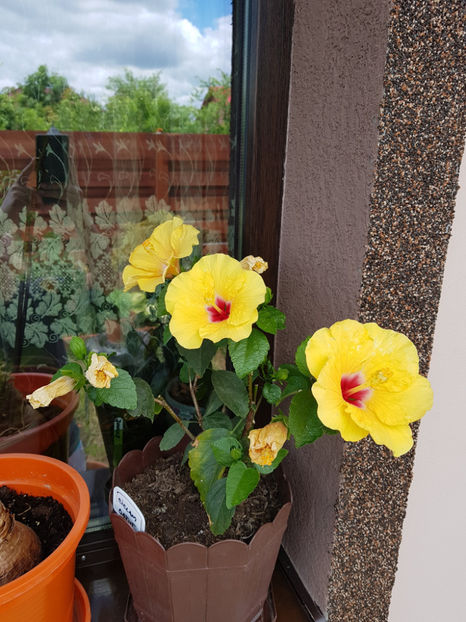 109941853_3150991771687886_8716916345409500629_o - Hibiscus