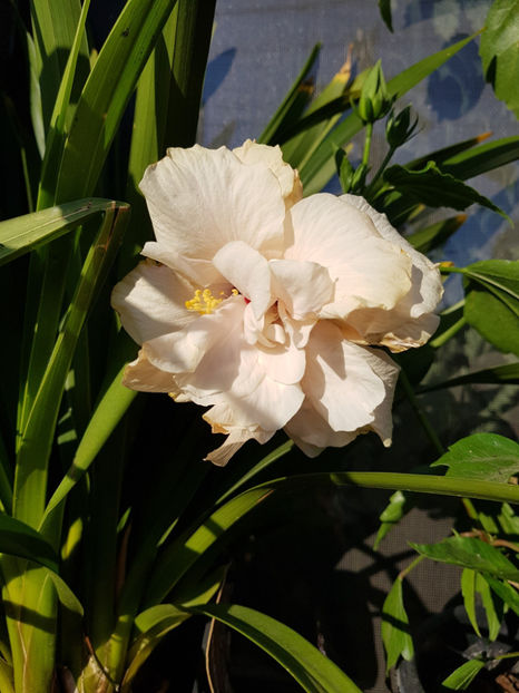 117391467_3213254508794945_1631999985401780271_o - Hibiscus