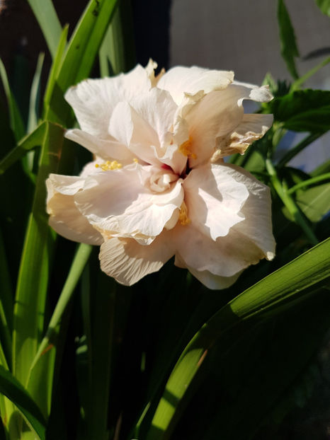 117400594_3213254048794991_6630669626089713844_o - Hibiscus