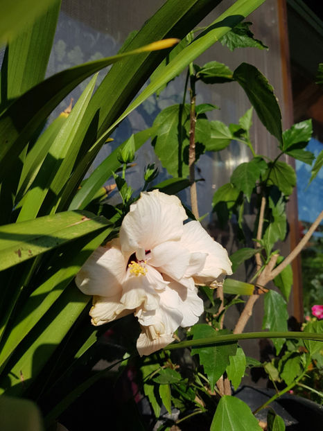 117408107_3213254338794962_6160464292191497902_o - Hibiscus