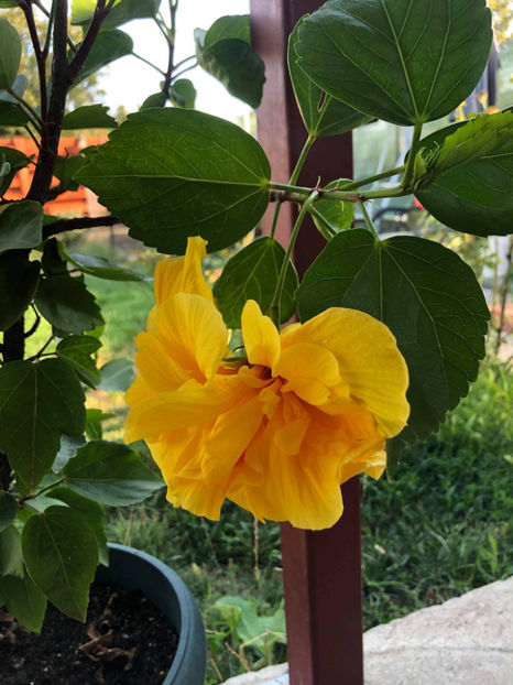 119900127_3342918595828535_4469792838239677176_o - Hibiscus