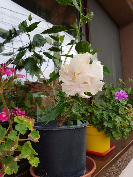 120007046_3342912242495837_7434414021089872635_o - Hibiscus