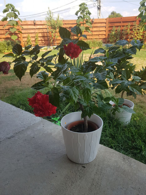 120076029_3342911735829221_2450455826609419483_o - Hibiscus