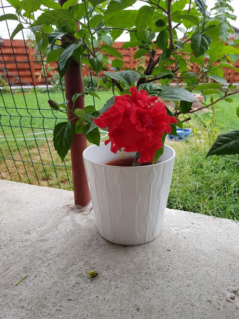 119890809_3342923369161391_1366394800549971293_o - Hibiscus