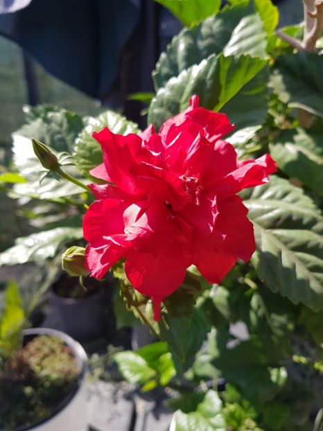 119979470_3342930465827348_6259039145172416025_o - Hibiscus