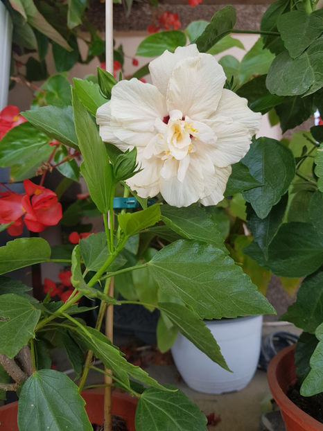 120002254_3342929165827478_4463013989057793804_o - Hibiscus