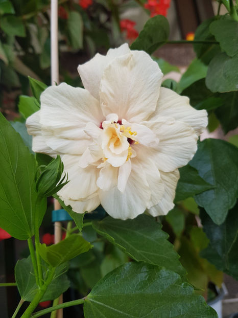 120005277_3342929632494098_2924904178148425375_o - Hibiscus