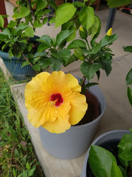 120008060_3342919359161792_2230999551215655090_o - Hibiscus