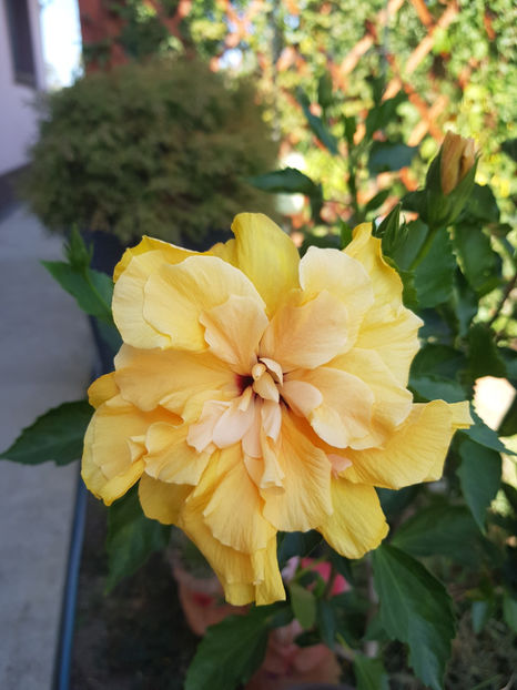 120020426_3342930042494057_4388598382640491986_o - Hibiscus