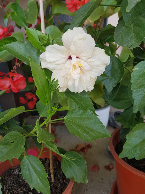 120025042_3342929409160787_8509642047608348075_o - Hibiscus