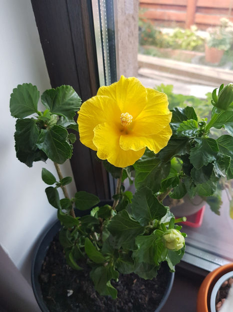 120027655_3342926902494371_7661742952925048375_o - Hibiscus