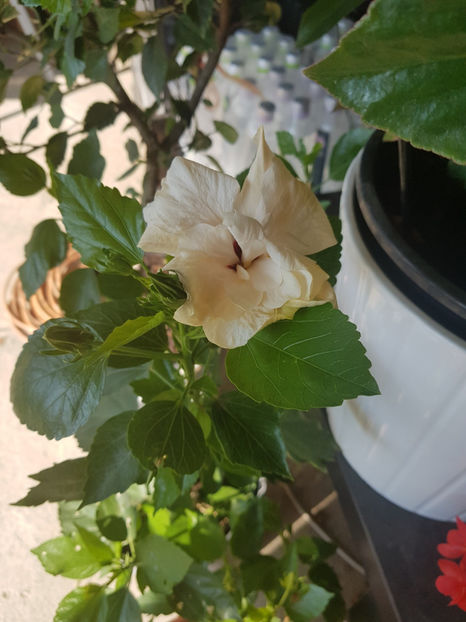 120033684_3342926282494433_2274665511131706695_o - Hibiscus