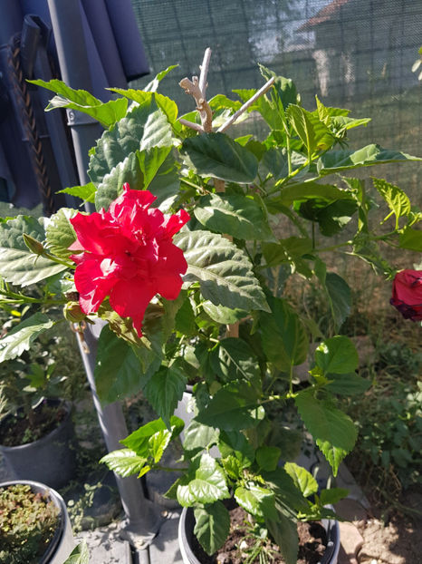 120034174_3342930249160703_1901388428423819744_o - Hibiscus