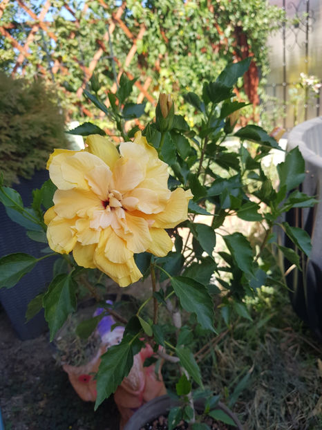 120060464_3342929889160739_7745351395253666558_o - Hibiscus