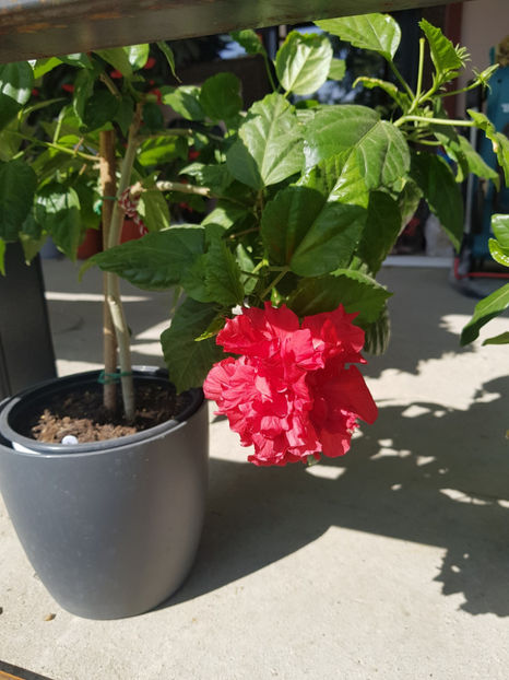 120064182_3342930659160662_5718423574027721335_o - Hibiscus