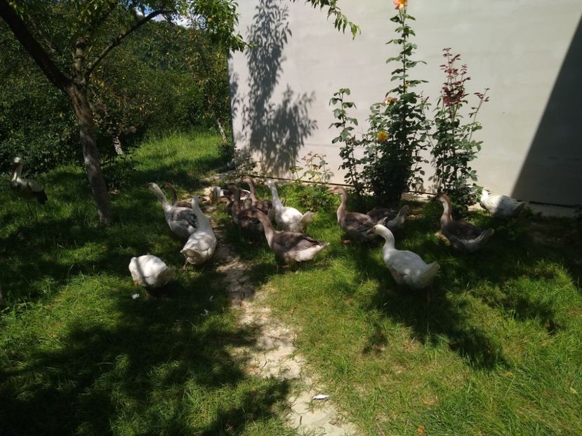  - Gâște africane 2019-2020-2021